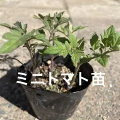 ③ポットのまま発送【固定種】ステラミニトマト 苗 1本無農薬栽培