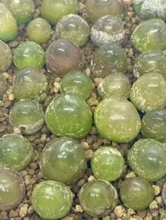 多肉植物　コノフィツム　ブルゲリ　3株のサムネイル
