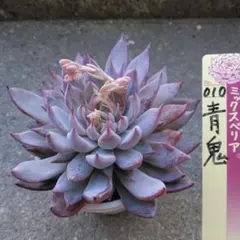 2026年最新】青鬼 多肉の人気アイテム - メルカリ