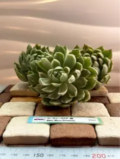 2025年最新】マリア錦の人気アイテム - メルカリ