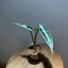 ミユキ様専用　速達