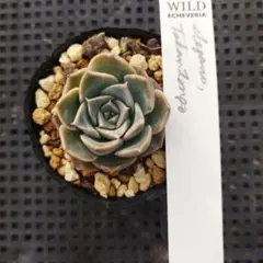 2026年最新】エレガンストラントンゴの人気アイテム - メルカリ