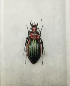 2025年最新】オサムシ 標本の人気アイテム - メルカリ