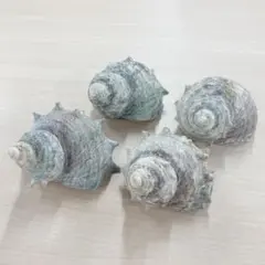 加工済み　サザエ　4個セット