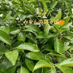 가지로 사육하는 유충 사육용 만다린 오렌지 잎 50여장 익명 배송