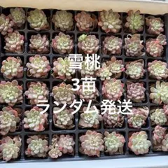 おかちゃん様 リクエスト 2点 まとめ商品