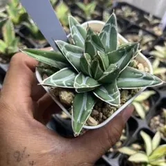 taka44様 リクエスト 3点 まとめ商品