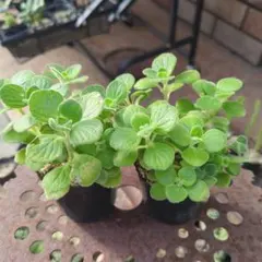 アロマティカス①　２ポット（6センチポット）　抜き苗