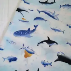 ホワイト系　サメ　魚　サカナ　海の生き物　生地　ハギレ　布