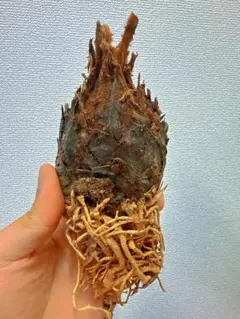 2025年最新】黄金ソテツの人気アイテム - メルカリ