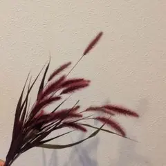 猫じゃらし
