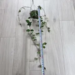 2026年最新】ホヤ 植物の人気アイテム - メルカリ