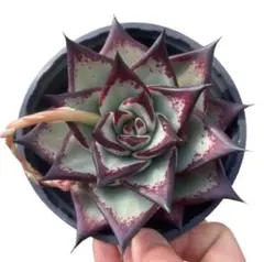 2025年最新】エボニー 多肉の人気アイテム - メルカリ