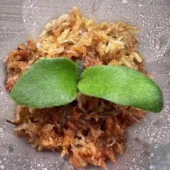 zzzz様 リクエスト 2点 まとめ商品