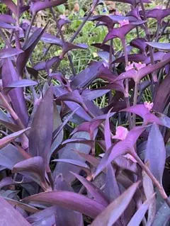 2025年最新】ムラサキゴテンの人気アイテム - メルカリ