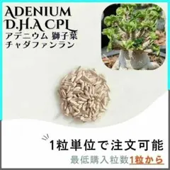 【種子】アデニウム 獅子葉 CPL /セット割あり数量1粒から購入OKのサムネイル