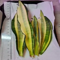 산세베리아 리프 컷 아사히 4종 세트