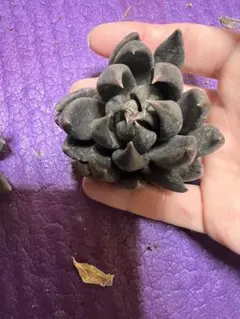 ノリチン様 リクエスト 10点 まとめ商品