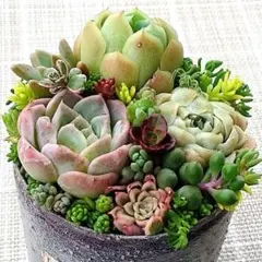 GWセール!b.寄植えセット　ムラサキブドウ&エケベリア&セダムmix　多肉植物