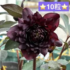 ナ*ャ様 ❤️103❤️⭐️クリスマスローズ⭐️自然交配種子⭐️のサムネイル