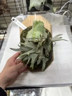 P. Willinckii Spur(TC) - メルカリ