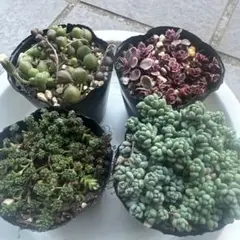 ととみ様 リクエスト 2点 まとめ商品