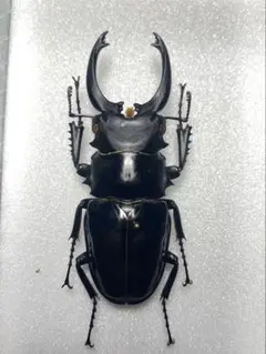 激安 大型タランドゥスオオツヤクワガタ タランドゥスオオツヤクワガタ オス 特大サイズ オオクワガタ幼虫