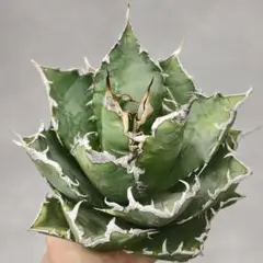 2026年最新】アガベ豆豆龍の人気アイテム - メルカリ