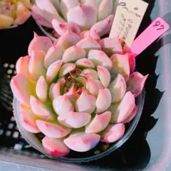 風花様 リクエスト 2点 まとめ商品