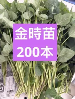 紅あずま切り苗 200本 茨城県産 サツマイモ さつまいも苗 家庭農園大口