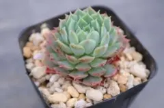 多肉植物 センペルビウム メッテニアナム錦 メッテニー錦 水色 - メルカリ
