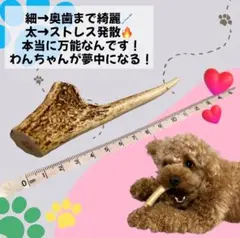 【S836】犬のおもちゃ　鹿の角　犬用　歯磨きガム　天然素材　無添加　鹿角ガムのサムネイル