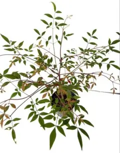 皐月さつき 盆栽素材【飛鳥錦 あすかにしき】AN19 - メルカリ