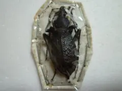 2026年最新】カブリモドキの人気アイテム - メルカリ