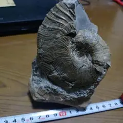 北海道幌加内産　ソーウンナイテス　アンモナイト化石　貴重種類 二本木コレクション。リーズナブルプライスでご紹介！北海道