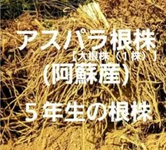アスパラガス5年目 根株(5年ものの根株は流通少なく希少価値があると思います ) アスパラガス5年目 根株(5年ものの根株は流通少なく希少価値があると