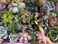多肉植物　エケベリア　セダム