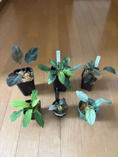 ビカクシダ セット リドレイドワーフ マダガスカリエンセ スパーバム