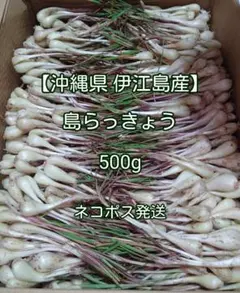 18日収穫【訳あり】朝掘りらっきょう根土付き800g育成栽培中農薬不使用