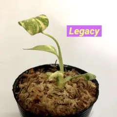 しん　モンステラ8 レガシー　+ホワイトスノー　＋オーシャンミント子株 2025年最新】ホワイトスノー モンステラの人気アイテム - メルカリ