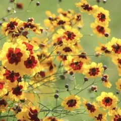 2025年最新】コレオプシスの人気アイテム - メルカリ