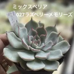 多肉植物 ミックスベリア ベリースフレ抜き苗❣️ - メルカリ