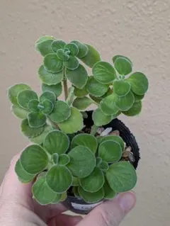 アロマティカス②　+おまけ子宝草3本　抜き苗発送