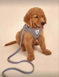 ★ほぼ未使用★おまけ付き★ M ハーネス&リードセット　散歩　犬　メッシュ