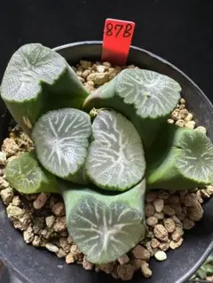 22b 多肉植物 ハオルチア 珠宝女皇錦 自家繁殖 抜き苗発送 - メルカリ