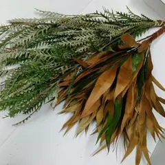 グレビレアMIX・2束【サンプル画像】