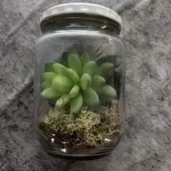 アクタス　多肉植物 フェイクグリーン テラリウム ガラス瓶のサムネイル