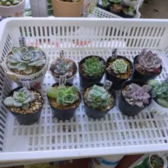 2025年最新】スノーボール錦の人気アイテム - メルカリ