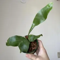 ビカクシダ　マジュス　胞子培養株 Ｐ.majus sporeのサムネイル