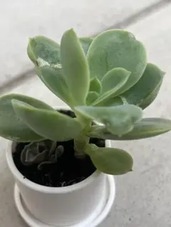 2025年最新】スリラーパール 多肉の人気アイテム - メルカリ